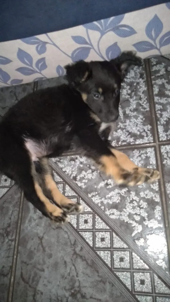Cachorro ra a Srd idade 2 a 6 meses nome Zeus