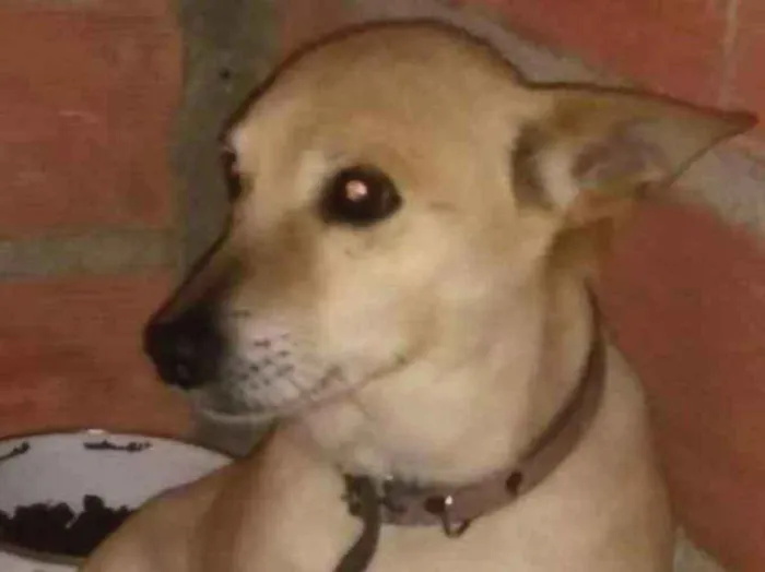 Cachorro ra a Vira lata idade 4 anos nome Fred