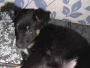 Cachorro raça Srd idade 2 a 6 meses nome Zeus