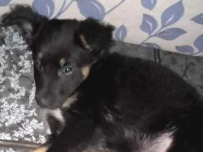 Cachorro ra a Srd idade 2 a 6 meses nome Zeus