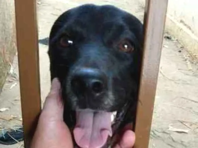 Cachorro ra a Mistura com rotweiler idade 1 ano nome Hary