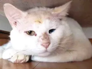 Gato raça SRD idade 1 ano nome Mingau