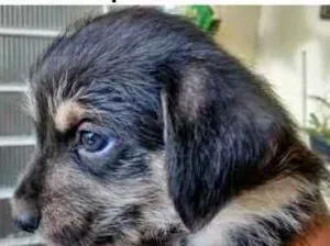Cachorro raça  idade 2 a 6 meses nome lindas filhotinhas