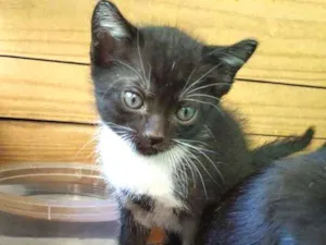 Gato raça Indefinida idade Abaixo de 2 meses nome Sem nome