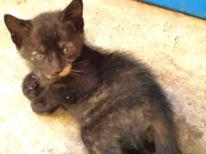 Cachorro raça Indefinida idade Abaixo de 2 meses nome Sem nome