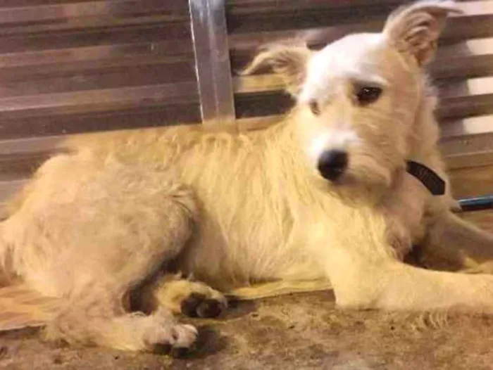 Cachorro ra a Não definida idade 7 a 11 meses nome Stopa