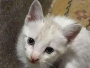 Gato raça - idade Abaixo de 2 meses nome Nina