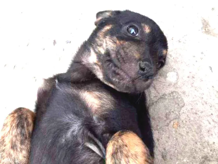 Cachorro ra a Virá lata  idade Abaixo de 2 meses nome Sem nomes