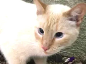 Gato raça Srd lindo  idade 1 ano nome Pepe principe lindo 