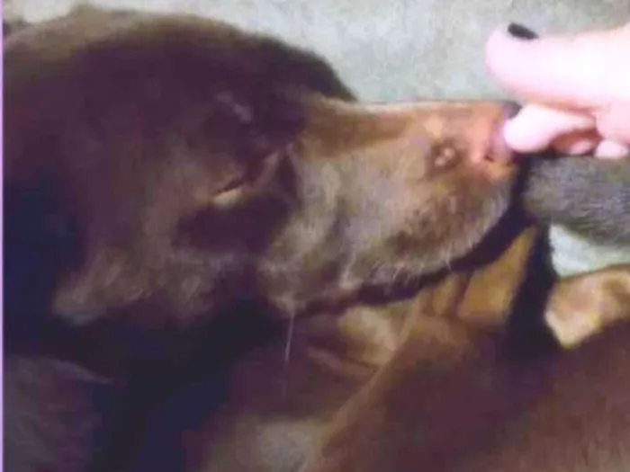 Cachorro ra a Não definida idade 3 anos nome Cacau