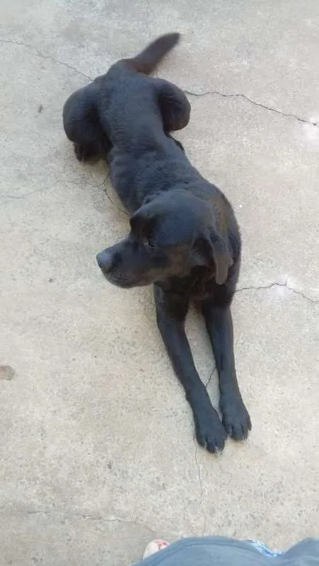 Cachorro ra a Labrador idade 5 anos nome Nando