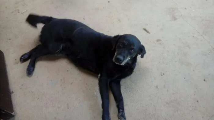 Cachorro ra a Labrador idade 6 ou mais anos nome DOMINIQUE