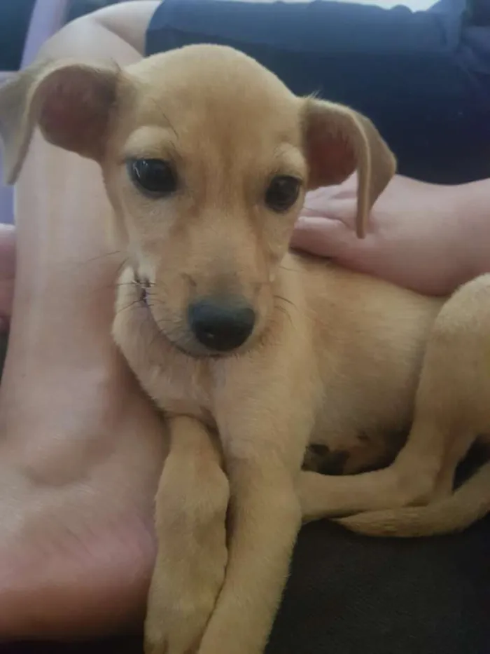 Cachorro raça  idade 2 a 6 meses nome Kira