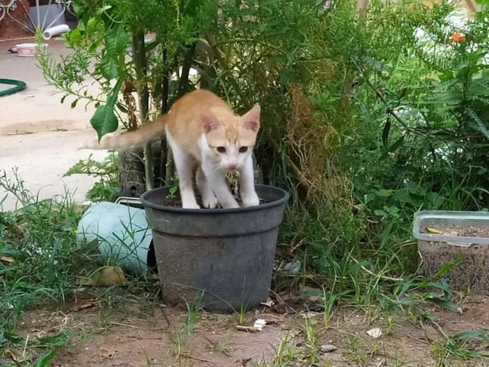 Gato ra a  idade 2 a 6 meses nome Garanto a castração