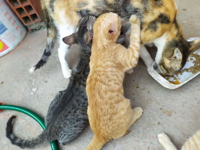 Gato ra a  idade 2 a 6 meses nome Garanto a castração