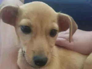 Cachorro raça  idade 2 a 6 meses nome Kira