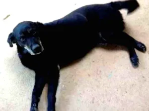 Cachorro raça Labrador idade 6 ou mais anos nome DOMINIQUE