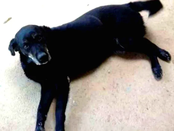 Cachorro ra a Labrador idade 6 ou mais anos nome DOMINIQUE