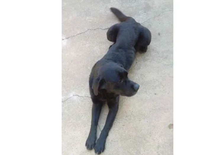 Cachorro ra a Labrador idade 5 anos nome Nando