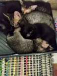 Klein, Kloe e Kleo