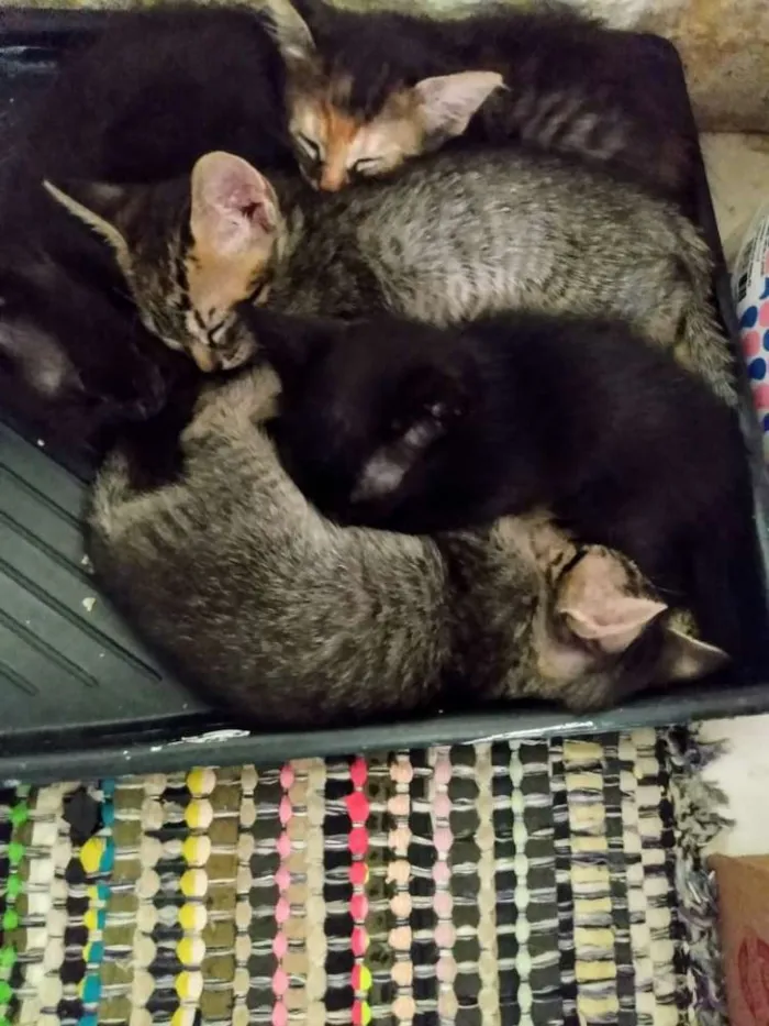 Gato ra a Sem raça definida idade 2 a 6 meses nome Klein, Kloe e Kleo