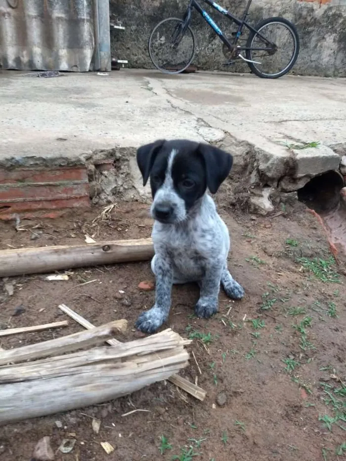 Cachorro ra a Srd idade 2 a 6 meses nome Tita