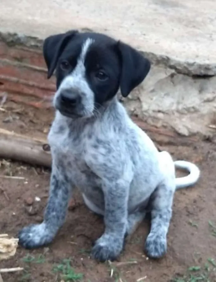 Cachorro ra a Srd idade 2 a 6 meses nome Tita
