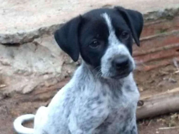 Cachorro ra a Srd idade 2 a 6 meses nome Tita