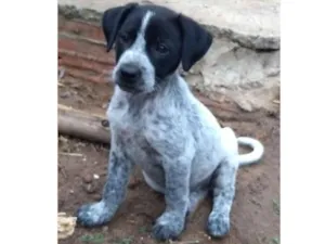 Cachorro raça Srd idade 2 a 6 meses nome Tita