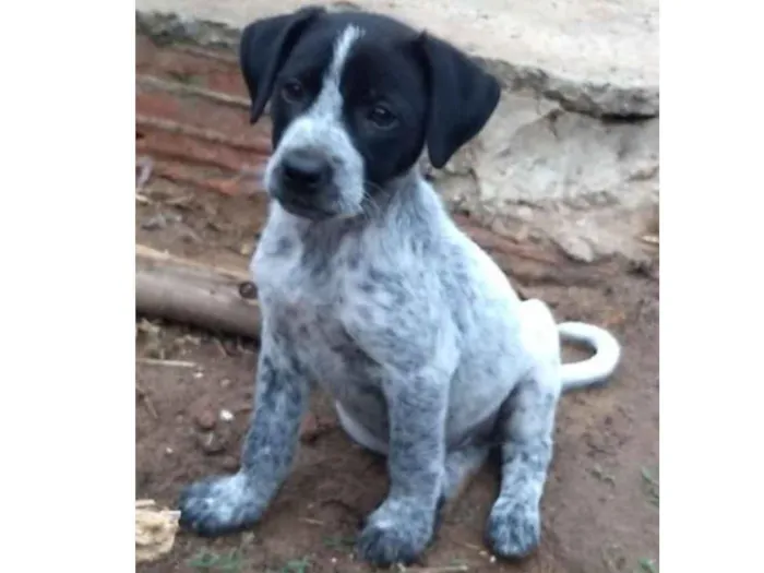 Cachorro ra a Srd idade 2 a 6 meses nome Tita