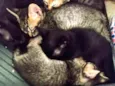 Klein, Kloe e Kleo