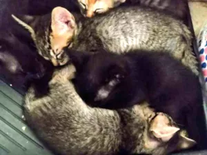 Gato raça Sem raça definida idade 2 a 6 meses nome Klein, Kloe e Kleo