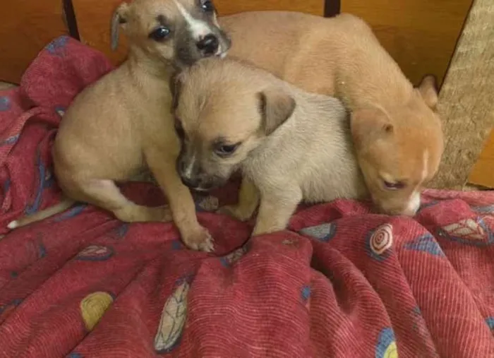 Cachorro ra a  idade Abaixo de 2 meses nome Sem nome