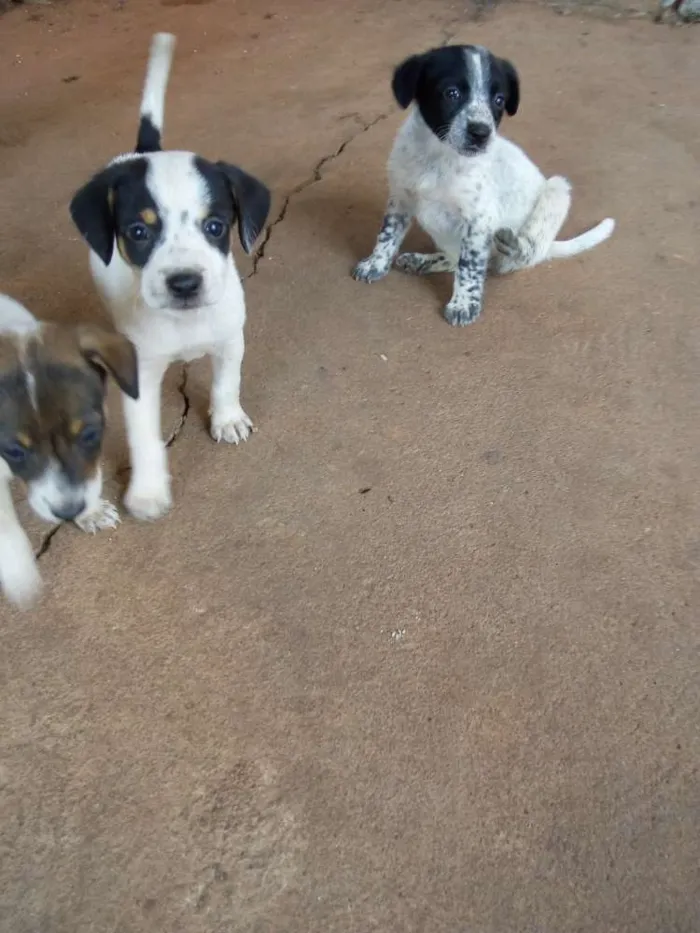 Cachorro ra a  idade Abaixo de 2 meses nome Não coloquei nome