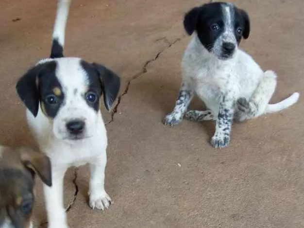 Cachorro ra a  idade Abaixo de 2 meses nome Não coloquei nome