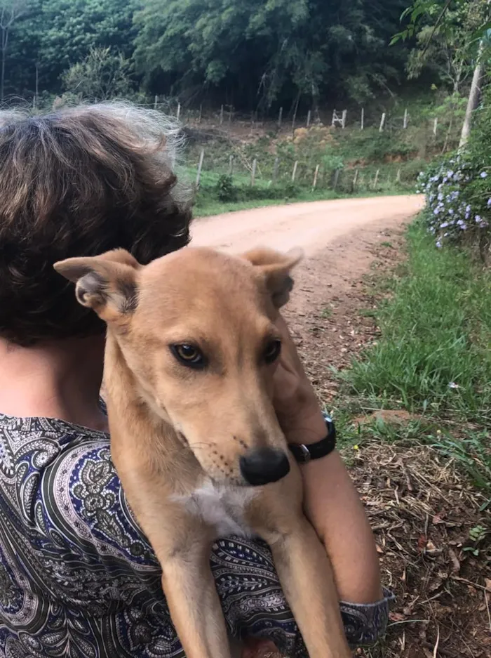 Cachorro ra a SRD idade 2 a 6 meses nome Loira do Serrano