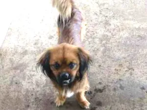 Cachorro raça  idade 1 ano nome Sem nome