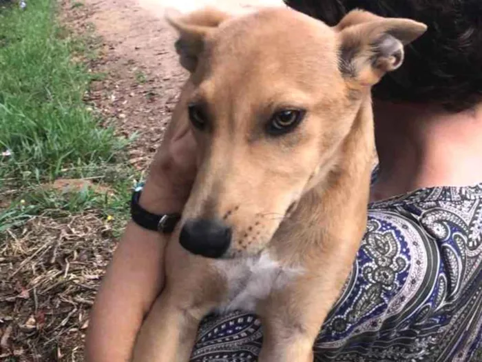 Cachorro ra a SRD idade 2 a 6 meses nome Loira do Serrano