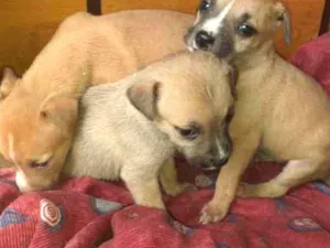 Cachorro raça  idade Abaixo de 2 meses nome Sem nome