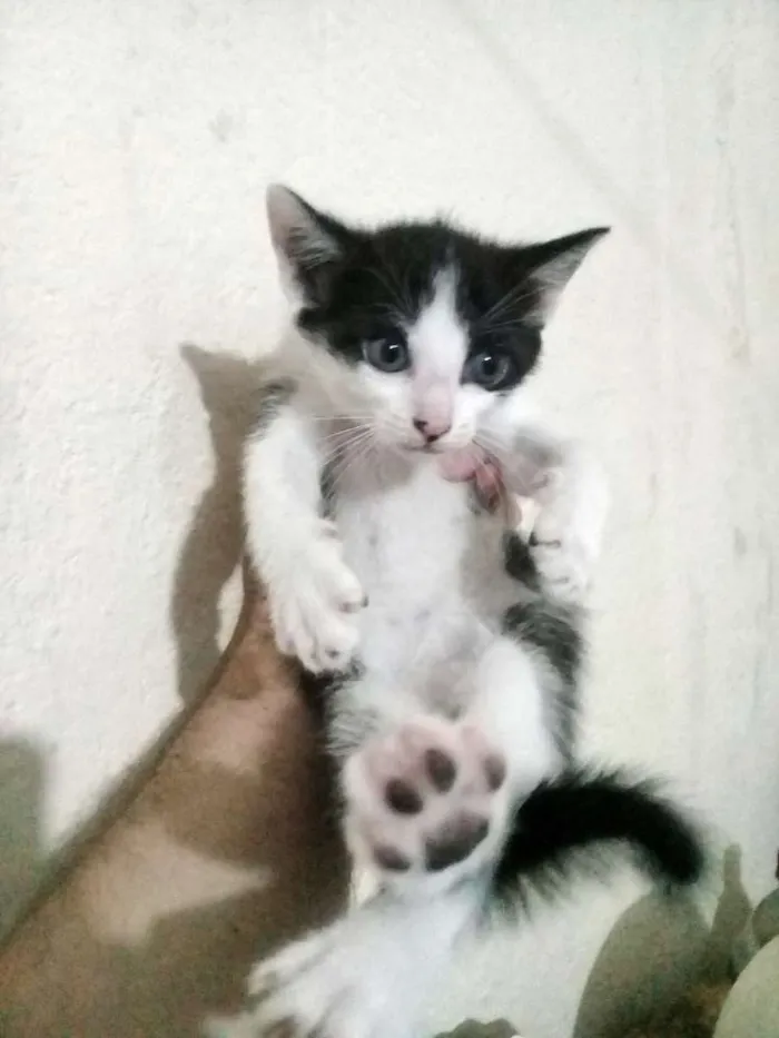 Gato ra a  idade Abaixo de 2 meses nome Sem nomes