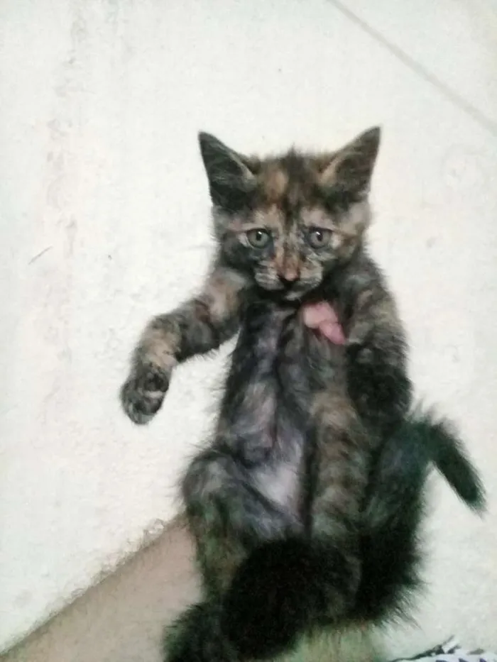 Gato ra a  idade Abaixo de 2 meses nome Sem nomes
