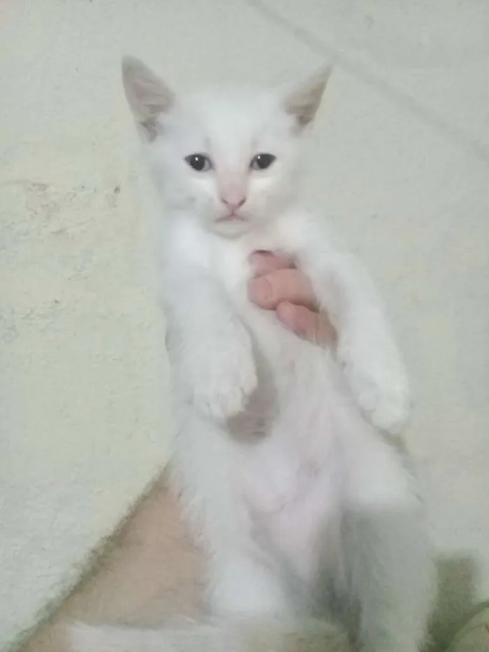 Gato ra a  idade Abaixo de 2 meses nome Sem nomes