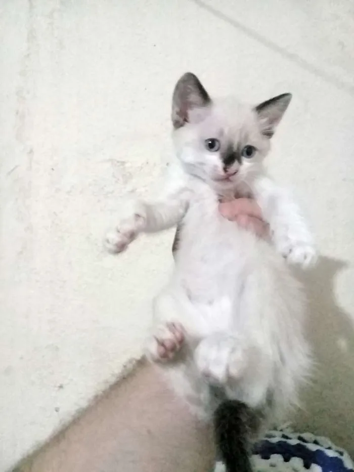 Gato ra a  idade Abaixo de 2 meses nome Sem nomes
