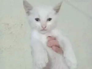 Gato raça  idade Abaixo de 2 meses nome Sem nomes