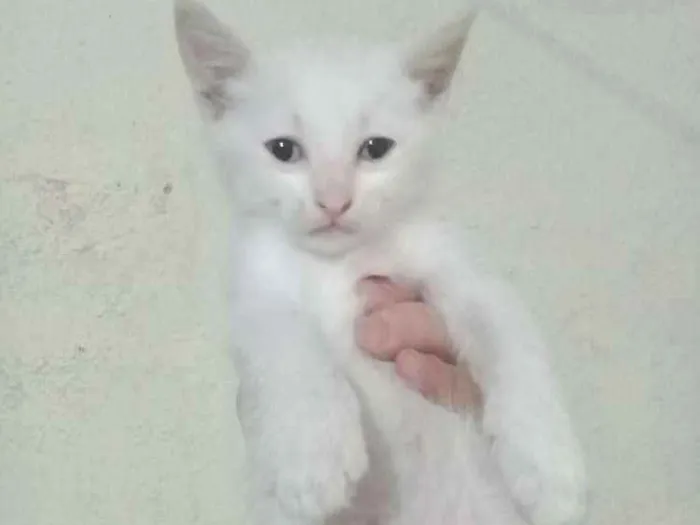 Gato ra a  idade Abaixo de 2 meses nome Sem nomes