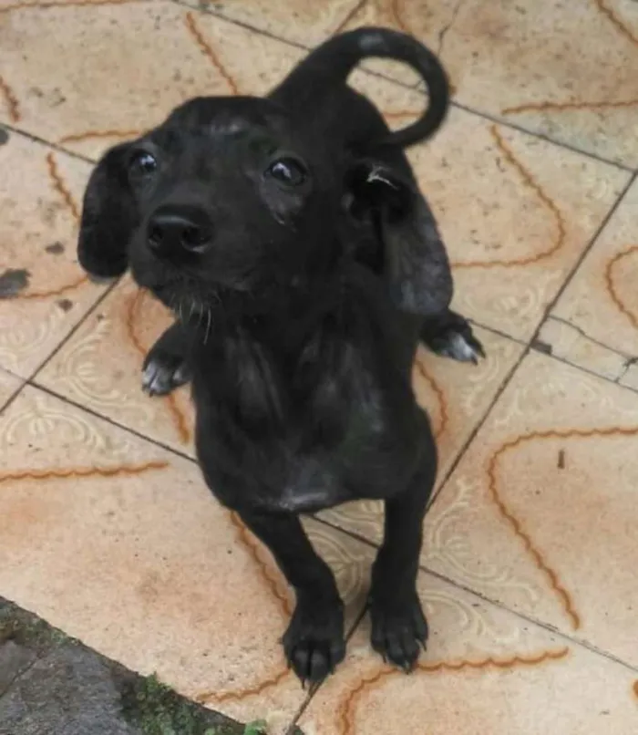 Cachorro raça SRD idade 2 a 6 meses nome Sem Nome 3