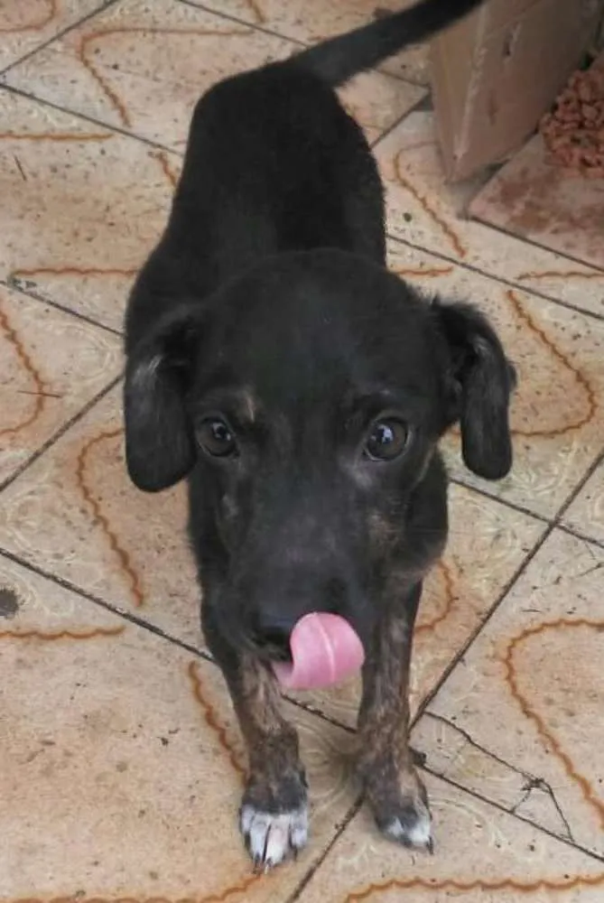 Cachorro raça SRD idade 2 a 6 meses nome Sem Nome 2