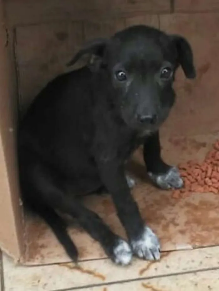 Cachorro raça SRD idade 2 a 6 meses nome Sem Nome 1