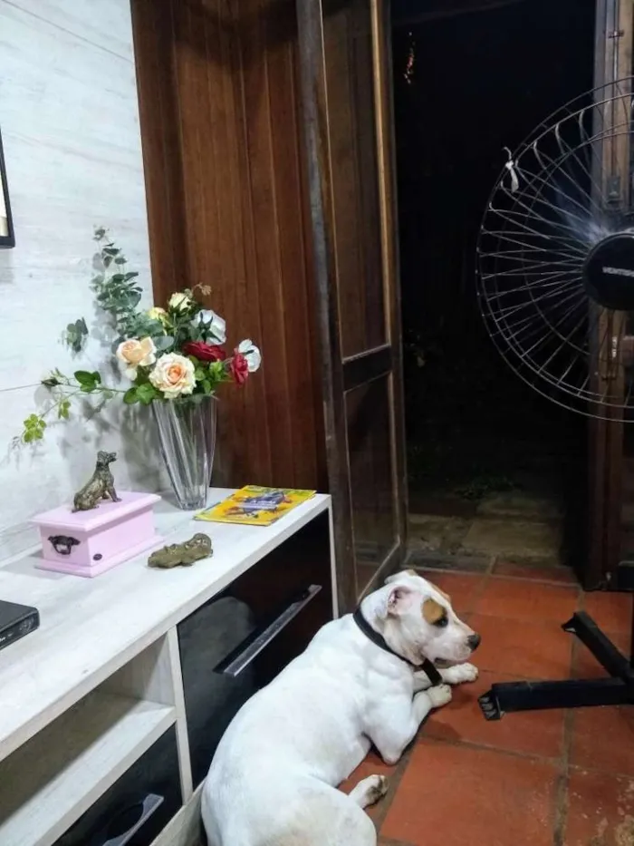 Cachorro ra a PIT BULL idade 1 ano nome Pandora