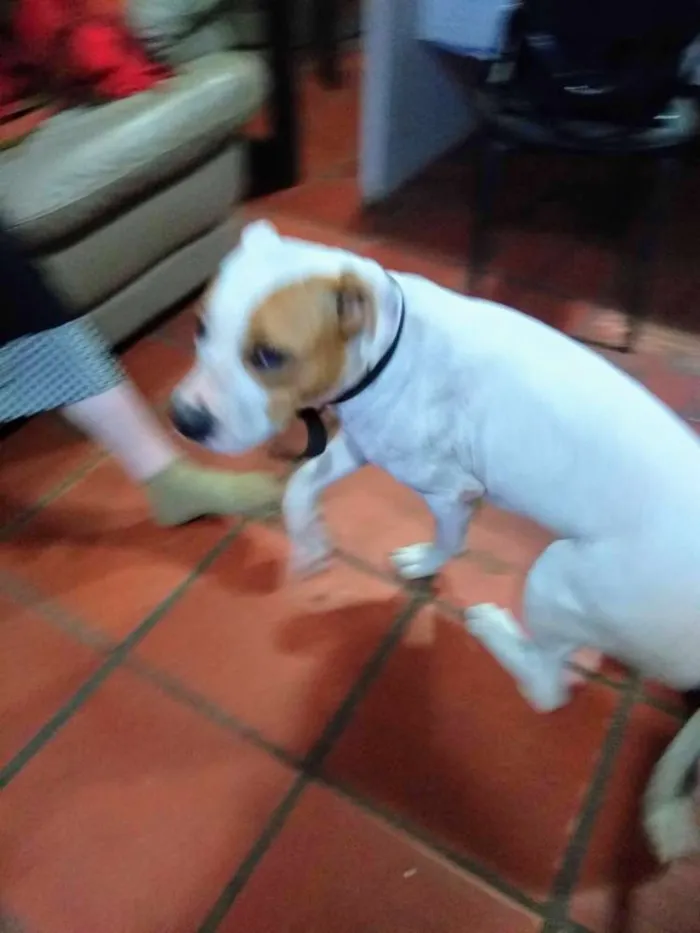 Cachorro ra a PIT BULL idade 1 ano nome Pandora